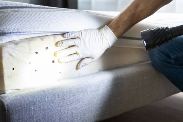 Best Termite Control Services  in Onarga, IL