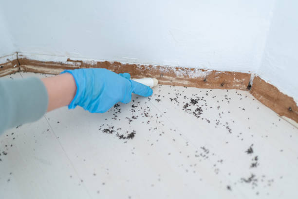 Best Flea Control Services  in Onarga, IL